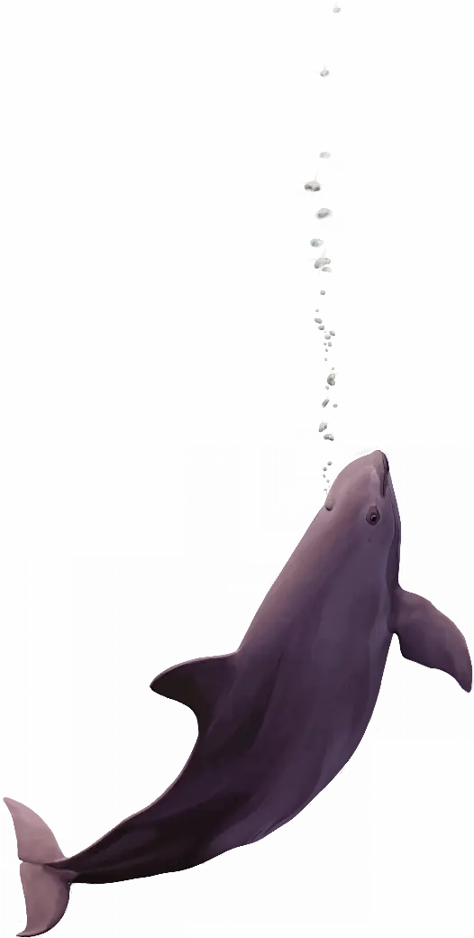 Illustration of a vaquita rising towards the surface, a trail of bubbles above it